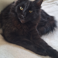 Maine coon cuccioli pedigree