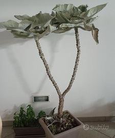 pianta KALANCHOE BEHARENSIS