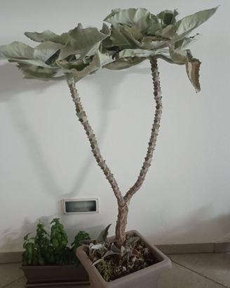 pianta KALANCHOE BEHARENSIS
