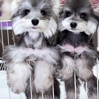 Mini schnauzer disponibile