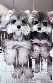 Mini schnauzer disponibile