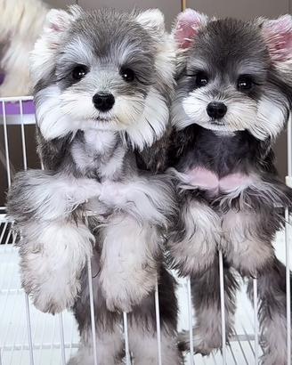 Mini schnauzer disponibile