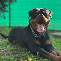 Rottweiler maschio per monta