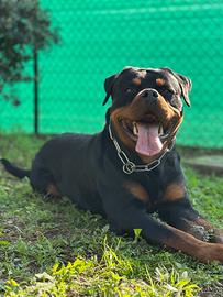 Rottweiler maschio per monta