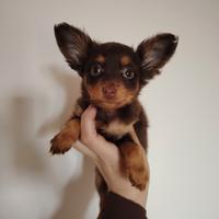 Cuccioli di Russian Toy Cioccolatini