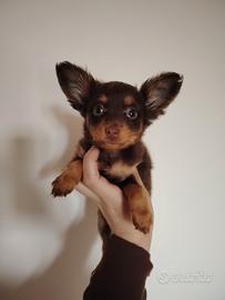 Cuccioli di Russian Toy Cioccolatini