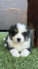 Cucciole di border collie