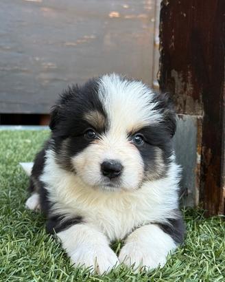 Cucciole di border collie