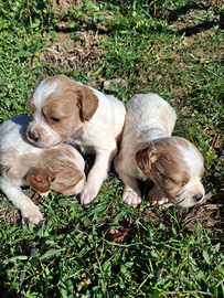 Cuccioli di Breton originali