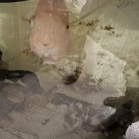Acquario 300 litri