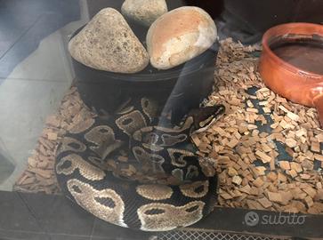 Pitone reale adulto