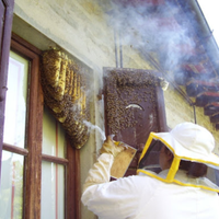 Recupero di sciami apis mellifera