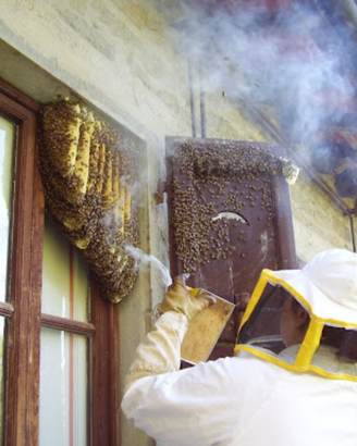 Recupero di sciami apis mellifera
