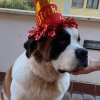 Cane San Bernardo x accoppiamento