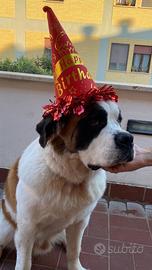 Cane San Bernardo x accoppiamento