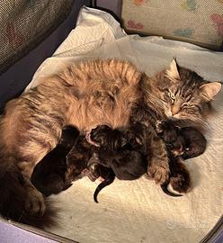 Cuccioli norvegesi delle foreste