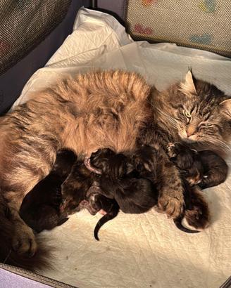 Cuccioli norvegesi delle foreste