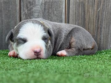 American pitbull terrier