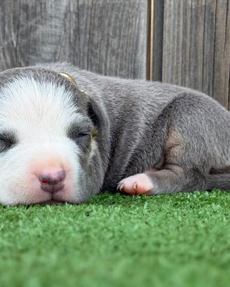 American pitbull terrier