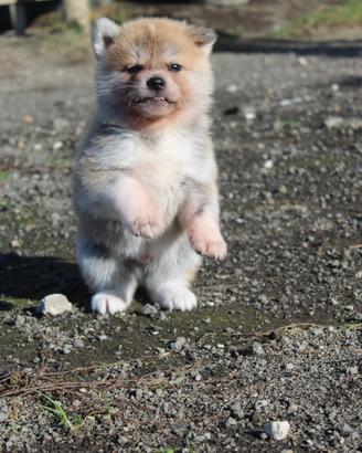 Akita inu