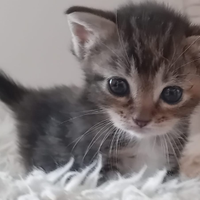 Gattino grigio incrocio grigio persiano