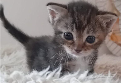 Gattino grigio incrocio grigio persiano