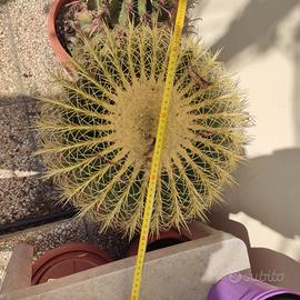 cactus cuscino della suocera