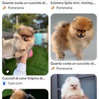 Cucciolo di Pomerania