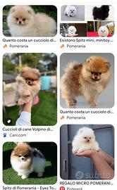Cucciolo di Pomerania