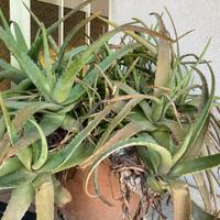 Pianta di aloe vera