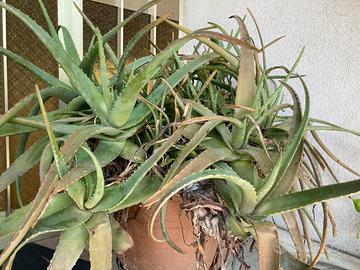 Pianta di aloe vera