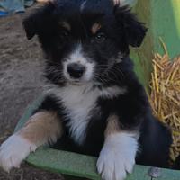 Australian shepherd