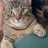 Gattini tigrati dolcissimi