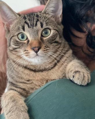 Gattini tigrati dolcissimi