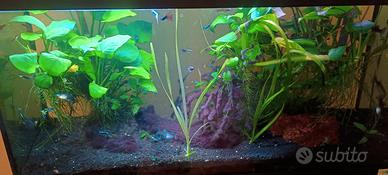 acquario allestito 90 litri tutto completo
