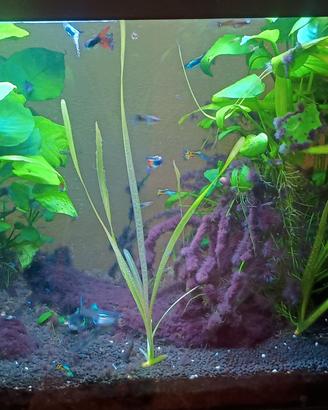 acquario allestito 90 litri tutto completo