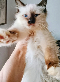 Cucciola sacro di Birmania 4 mesi e mezzo