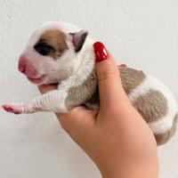 Bull terrier miniature
