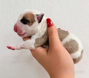 Bull terrier miniature