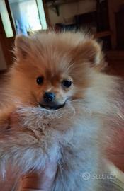 Cucciolo di spitz tedesco