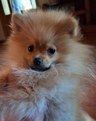 Cucciolo di spitz tedesco