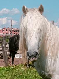 Pony