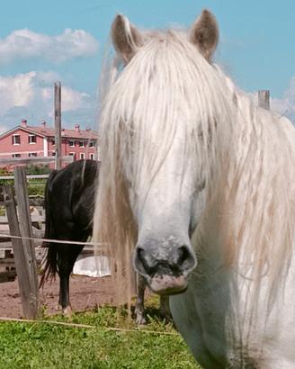 Pony