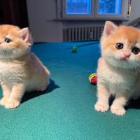 British Shorthair femmine. Scottish straight
