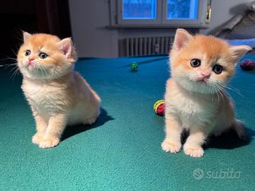 British Shorthair femmine. Scottish straight