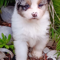 Pastore australiano con pedigree enci