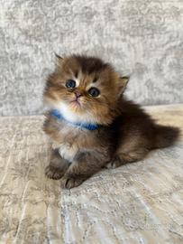 Maschio British longhair