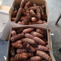 Pigne naturali decorazioni Natalizie e vari lavori