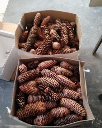 Pigne naturali decorazioni Natalizie e vari lavori