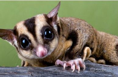 Petaurus dello zucheros